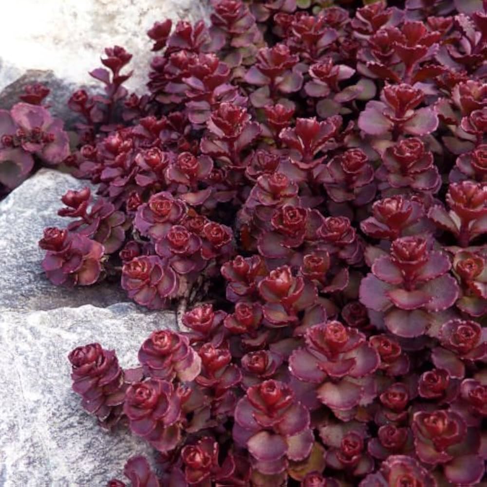 Sedum Voodoo Succulent Blumensamen zur Aussaat