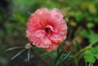 Gemischt Moss Rose Purslane gefüllt Blumensamen