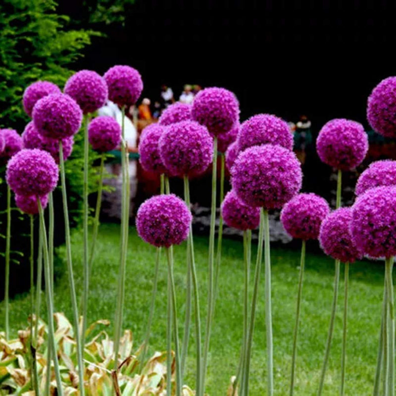 Giant onion allium giganteum samen