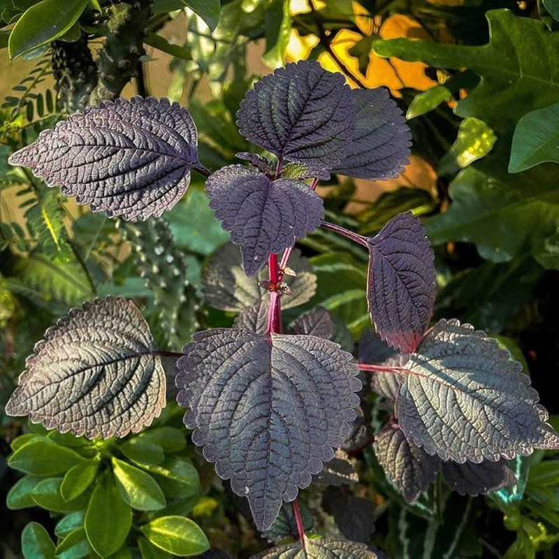 Gemischt Perilla Blumensamen zur Aussaat – robust Sorte – Traditionssorte & ohne Gentechnik Samen Hausgarten