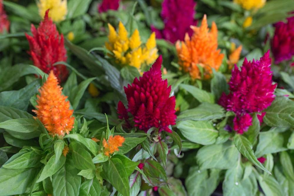 Celosia Fresh Look Gold Samen zur Aussaat Blume Beet Garten