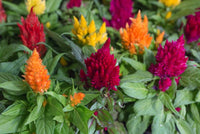 Celosia Fresh Look Gold Samen zur Aussaat Blume Beet Garten
