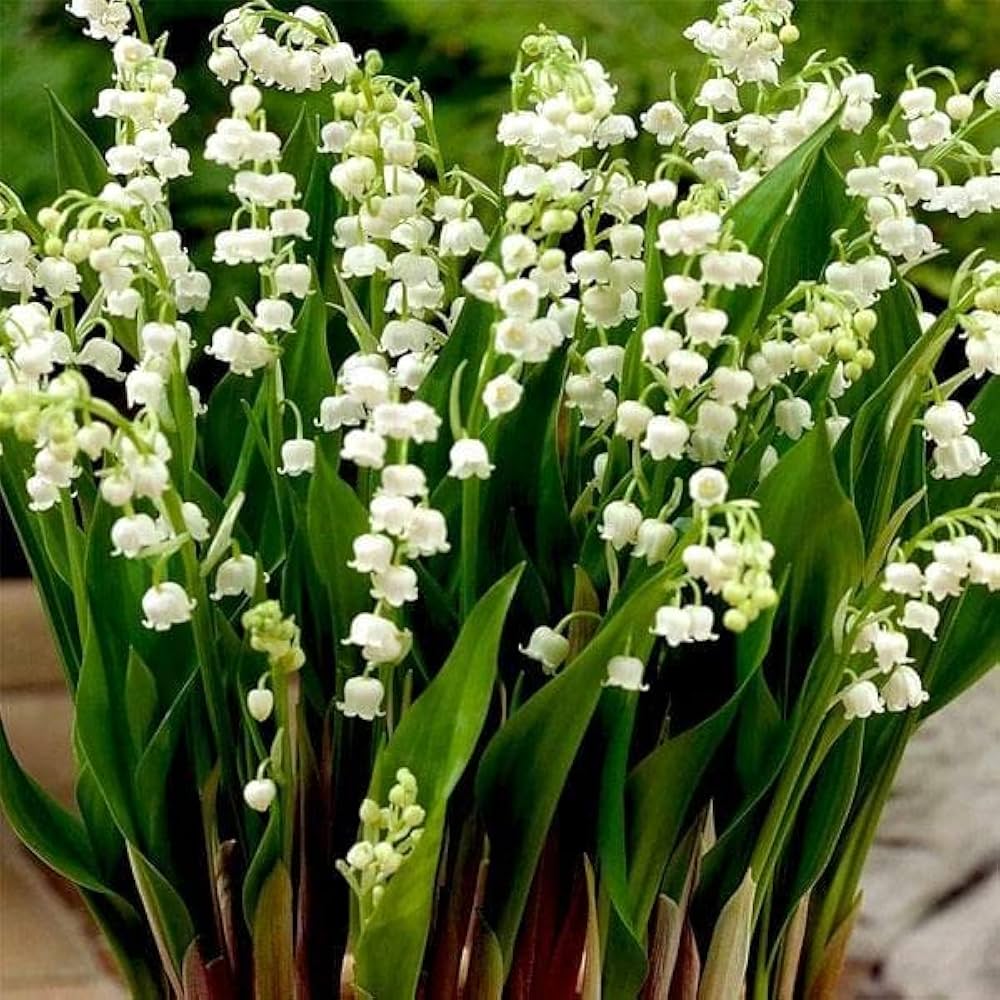 Lily of the valley convallaria majalis samen for anpflanzung in shade garten