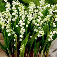 Lily of the valley convallaria majalis samen for anpflanzung in shade garten