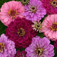 Zinnie Art Deco Fiore Mischung Samen Stylish – farbenfroh Zinnie Blüten