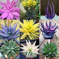Gemischt Aloe Vera Blumensamen zur Aussaat – Landhaus Garten wichtig – Traditionssorte & ohne Gentechnik Samen Hausgarten