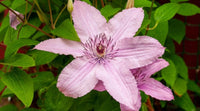 Light rosa clematis blume samen for anpflanzung - easy to grow, heirloom & gmo free samen for home garten
 
 sale samen for anpflanzung in home garten