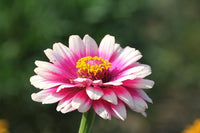 Carrousel mix zinnia samen for vibrant blooms