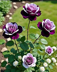 Violett gefüllt Petal English Rose Blumensamen zur Aussaat leuchtend Traditionssorte & ohne Gentechnik Samen Hausgarten