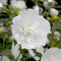 Sharon blume samen for anpflanzung wildflower mix heirloom & gmo free samen for home garten 
 
 sale for anpflanzung in home garten