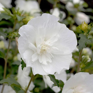 Sharon blume samen for anpflanzung wildflower mix heirloom & gmo free samen for home garten 
 
 sale for anpflanzung in home garten