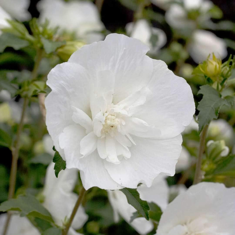 Sharon blume samen for anpflanzung wildflower mix heirloom & gmo free samen for home garten 
 
 sale for anpflanzung in home garten