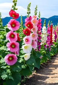 Holly Hock Blumensamen zur Aussaat Garten beliebt Traditionssorte & ohne Gentechnik Samen Hausgarten