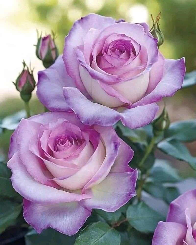 Lila Rosa Rose Blumensamen zur Aussaat – duftend Blüten – Traditionssorte & ohne Gentechnik Samen Hausgarten