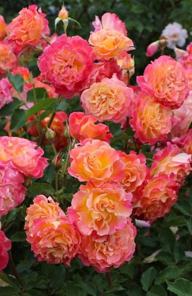 Orange Rosa Rose Blumensamen zur Aussaat Bestäuber freundlich Traditionssorte & ohne Gentechnik Samen Hausgarten