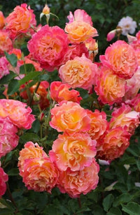 Orange Rosa Rose Blumensamen zur Aussaat Bestäuber freundlich Traditionssorte & ohne Gentechnik Samen Hausgarten