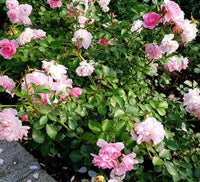 Rosa Chinensis Blumensamen