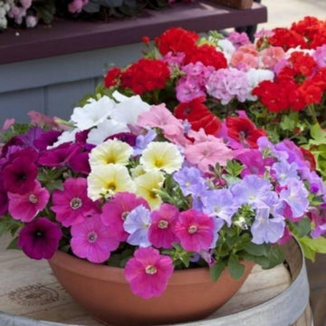 Prism dewberry sundae petunia blume samen for garten blooms