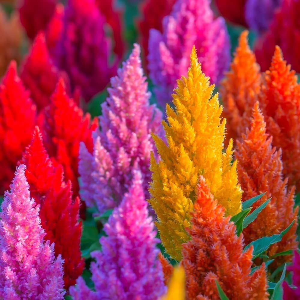 Plumed Blumensamen leuchtend Garten Aussaat
