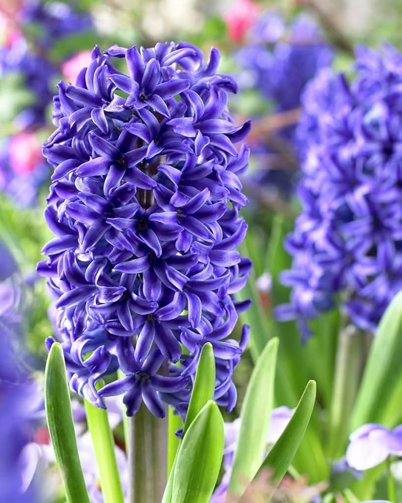 Himmelblau Hyacinthus Orientalis Blumensamen zur Aussaat – Schnitt Blume beliebt – Traditionssorte & ohne Gentechnik Samen Hausgarten