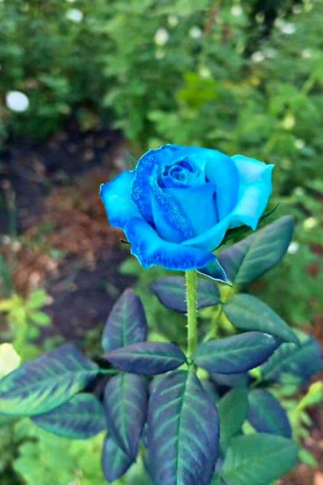 dunkel Blau Rose Blumensamen zur Aussaat robust Sorte Traditionssorte & ohne Gentechnik Samen Hausgarten