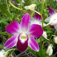 Rosa Weiß Orchidee Blumensamen – kompakt Wuchs Traditionssorte & ohne Gentechnik Hausgarten