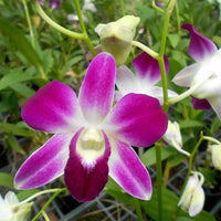Lavendel Schmetterlingsorchidee Orchidee Blumensamen zur Aussaat – Anzucht – Traditionssorte & ohne Gentechnik Samen Hausgarten