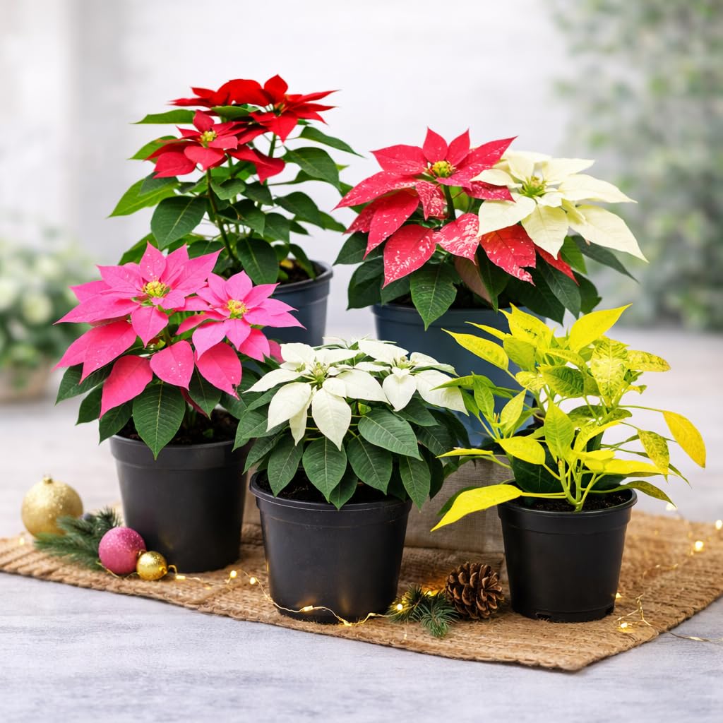 Gemischt Weihnachtsstern Blumensamen zur Aussaat – leuchtend Blüten – Traditionssorte & ohne Gentechnik Samen Hausgarten