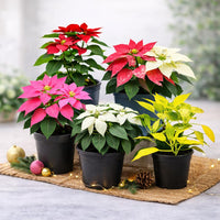 Gemischt Weihnachtsstern Blumensamen zur Aussaat – leuchtend Blüten – Traditionssorte & ohne Gentechnik Samen Hausgarten