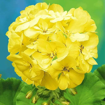 Gelb Pelargonium Peltatum Blumensamen zur Aussaat pflegeleicht Traditionssorte & ohne Gentechnik Samen Hausgarten