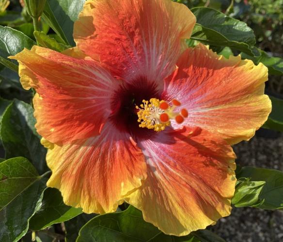 Gelb Rot Hibiskus Blumensamen zur Aussaat Anzucht Traditionssorte & ohne Gentechnik Samen Hausgarten