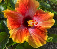 Gelb Rot Hibiskus Blumensamen zur Aussaat Anzucht Traditionssorte & ohne Gentechnik Samen Hausgarten