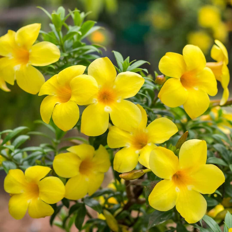 Allamanda blume samen for anpflanzung fragrant blossoms heirloom & gmo free samen for home garten
sale for anpflanzung in home garten