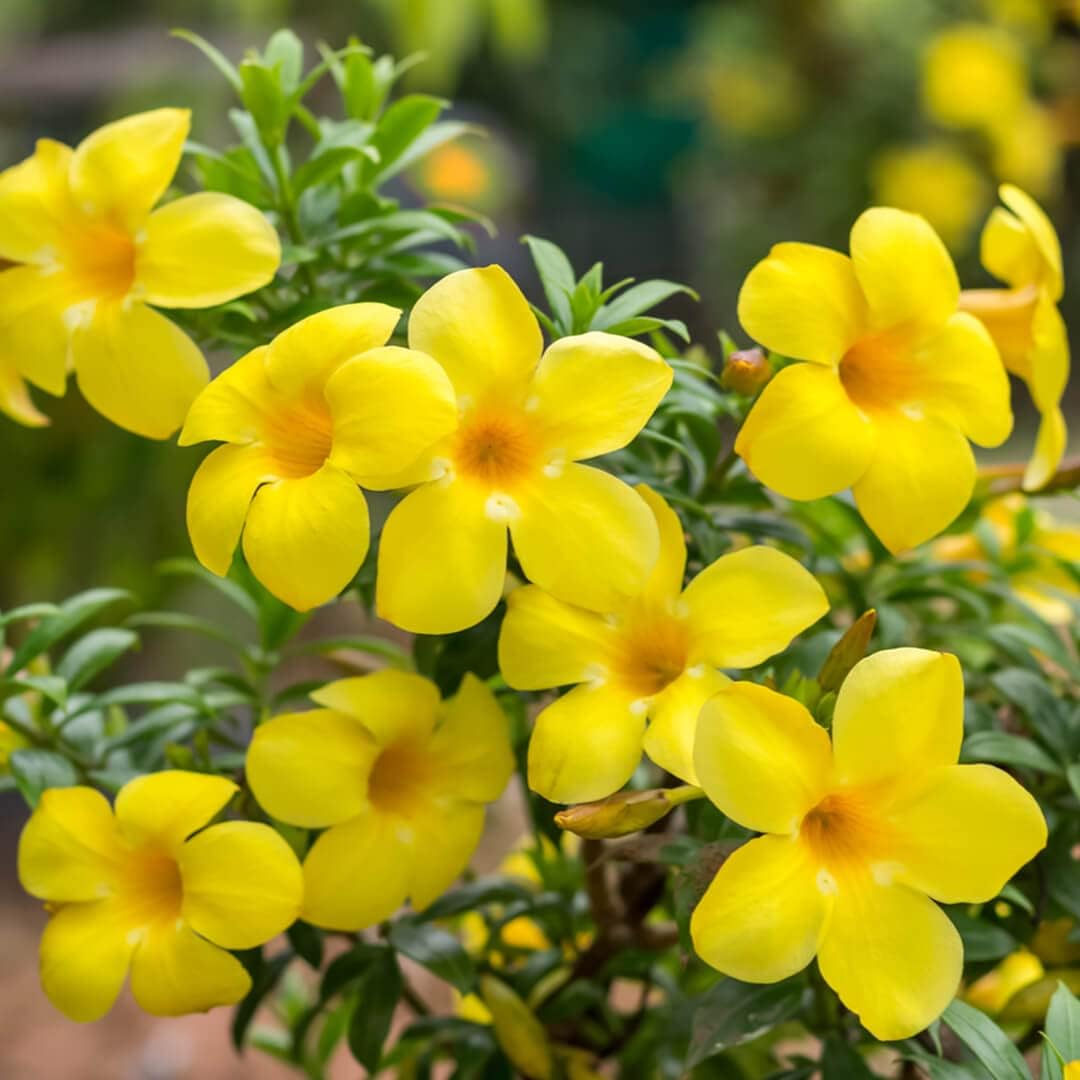 Allamanda blume samen for anpflanzung fragrant blossoms heirloom & gmo free samen for home garten 
 
 sale for anpflanzung in home garten