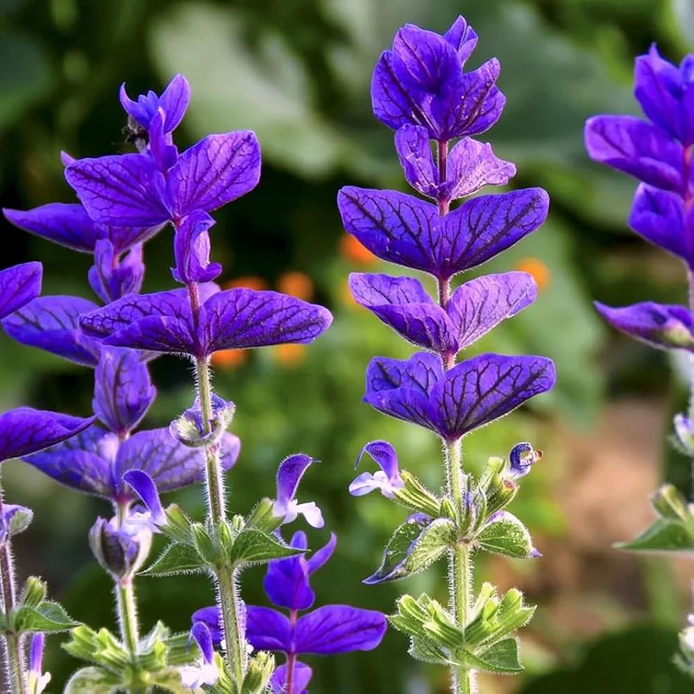 Sage Blumensamen zur Aussaat robust Sorte Traditionssorte & ohne Gentechnik Samen Hausgarten