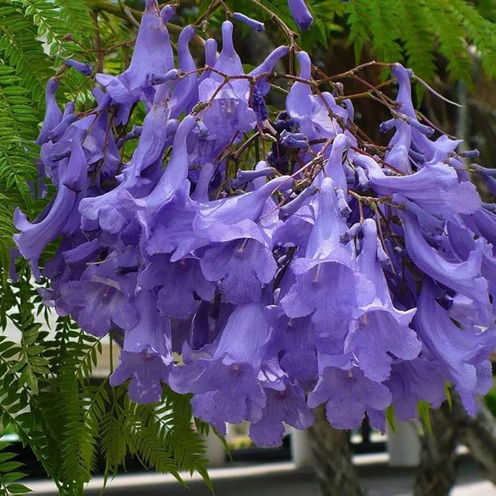 leuchtend Lila Jacaranda Samen zur Aussaat