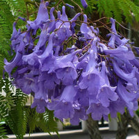 leuchtend Lila Jacaranda Samen zur Aussaat