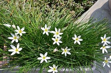 Zephyranthes candida blume samen for anpflanzung - shade tolerant, heirloom & gmo free samen for home garten
 
 sale samen for home garten