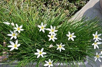 Zephyranthes candida blume samen for anpflanzung - shade tolerant, heirloom & gmo free samen for home garten
 
 sale samen for home garten