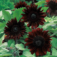 Schwarz Sonnenblume Blumensamen zur Aussaat Landhaus Garten wichtig Traditionssorte & ohne Gentechnik Samen Hausgarten