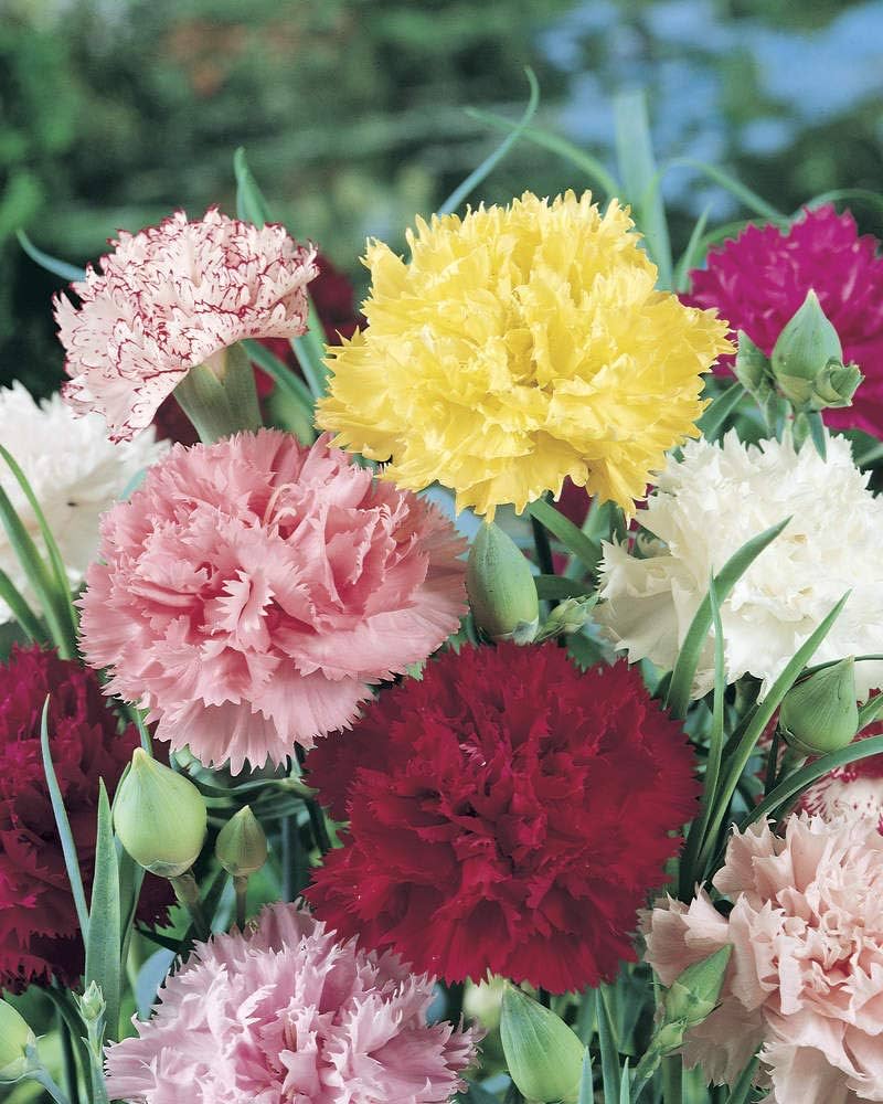 Pieces 16 Available Nelke mehrjährig Blumen
