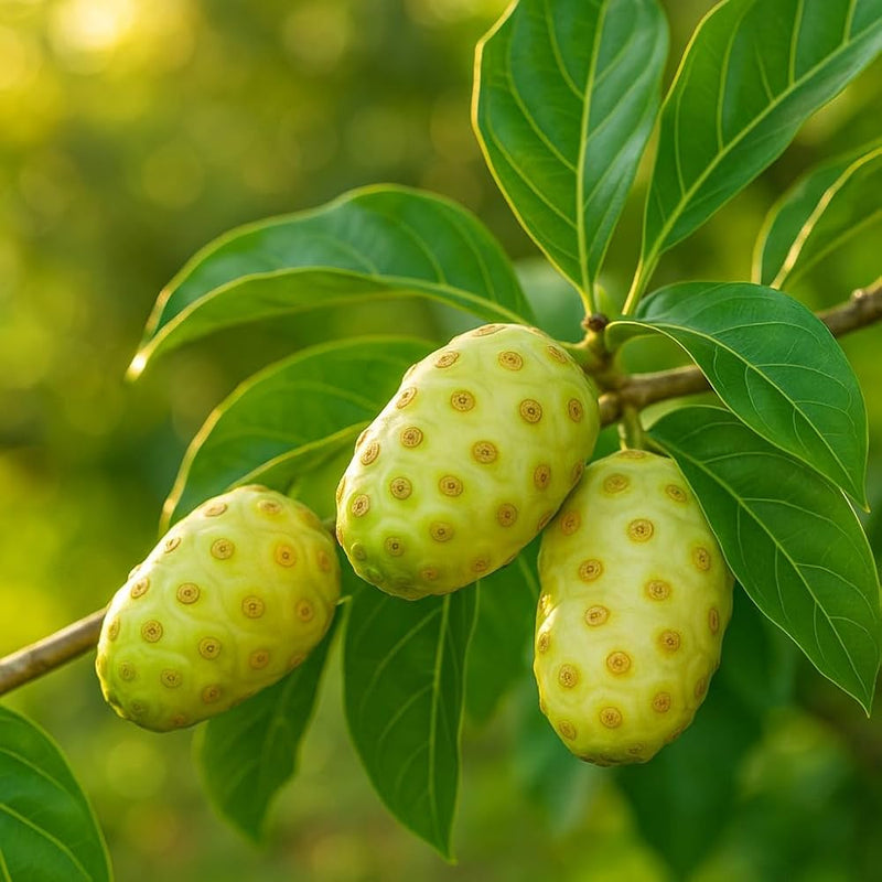 Semillas de morinda blanca, noni, para cultivar fácilmente