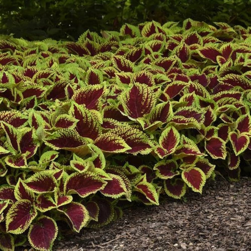 Buntnessel Wizard Coral Sunrise Samen zur Aussaat Blume Beet