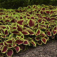 Buntnessel Wizard Coral Sunrise Samen zur Aussaat Blume Beet