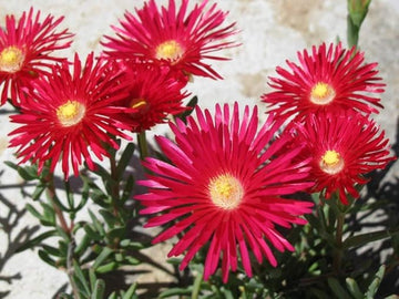 leuchtend Rot Ice Pflanze Samen zur Aussaat Hausgarten Blume Beet
