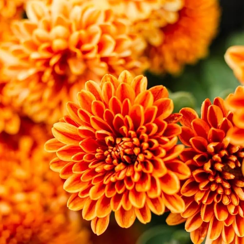 Gelb & Orange Chrysantheme Blumensamen zur Aussaat – leuchtend – Traditionssorte & ohne Gentechnik Samen Hausgarten