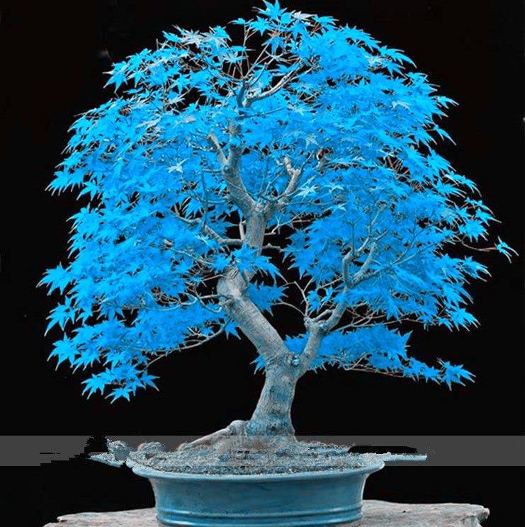 Blaue Ahornbaum Samen zur Aussaat hochwertige Qualitäts- Baum Samen