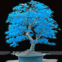 Blaue Ahornbaum Samen zur Aussaat hochwertige Qualitäts- Baum Samen