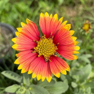 Gaillardia Pulchella Blumensamen zur Aussaat Drought verträglich Traditionssorte & ohne Gentechnik Samen Hausgarten