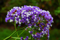 Rat Tail Statice Limonium suworowii Samen zur Aussaat Blume Rabatten